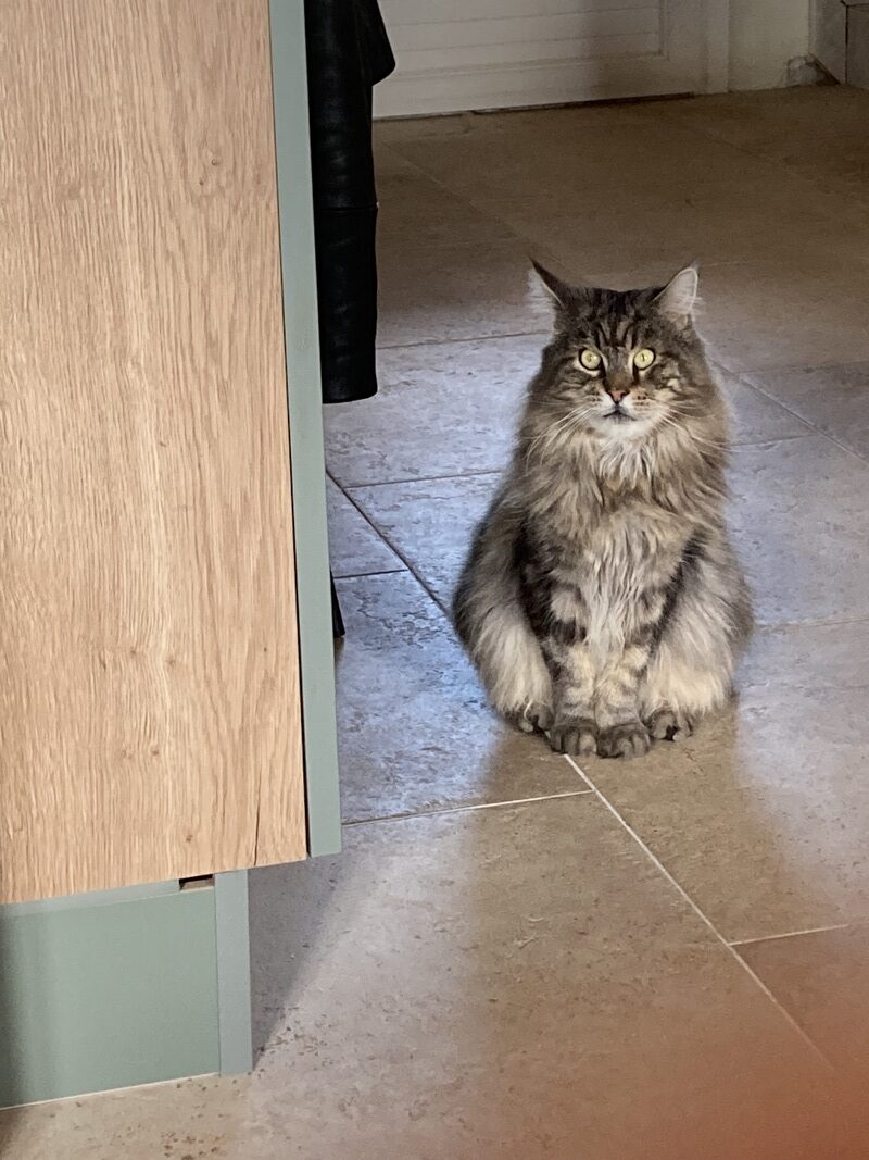 Maine Coon Vendée