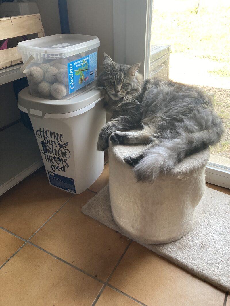 maine coon captaine 2