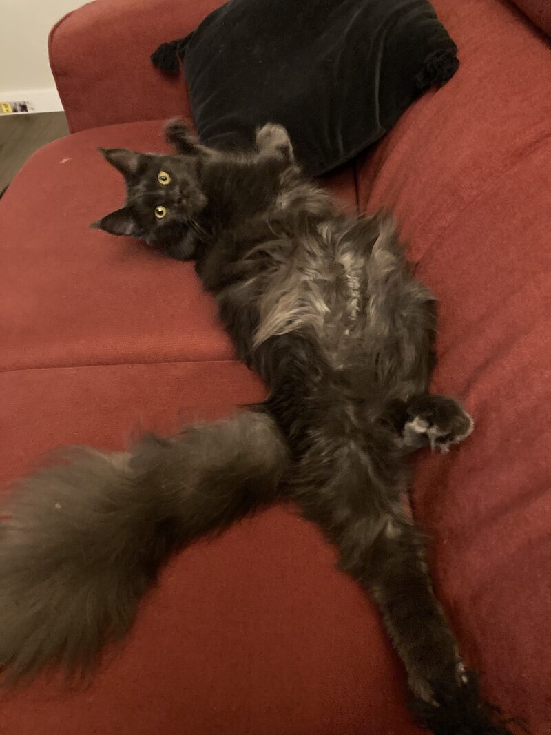 Maine Coon Vendée