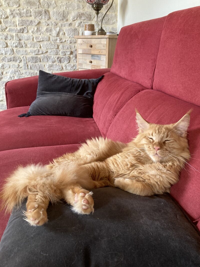 maine coon uther 2
