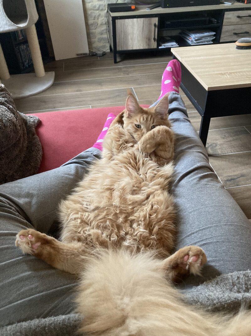 Maine Coon Vendée