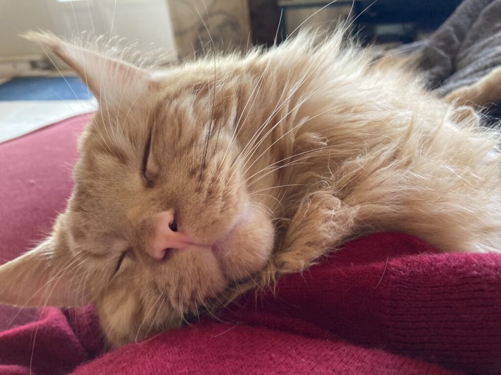 Maine Coon Vendée