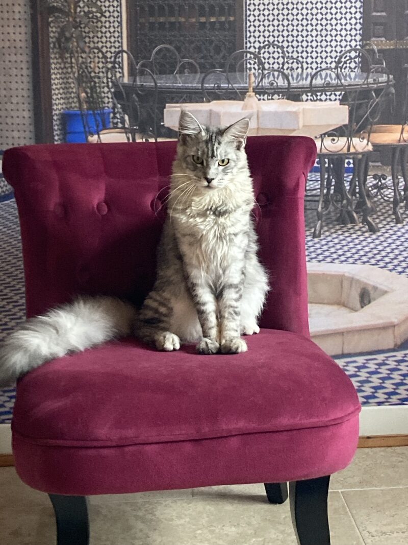 Maine Coon Vendée