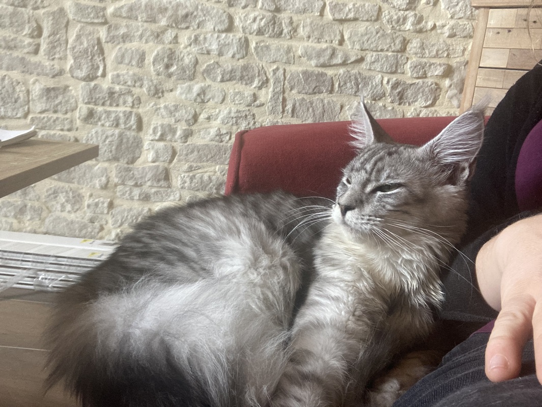 maine coon venus 2