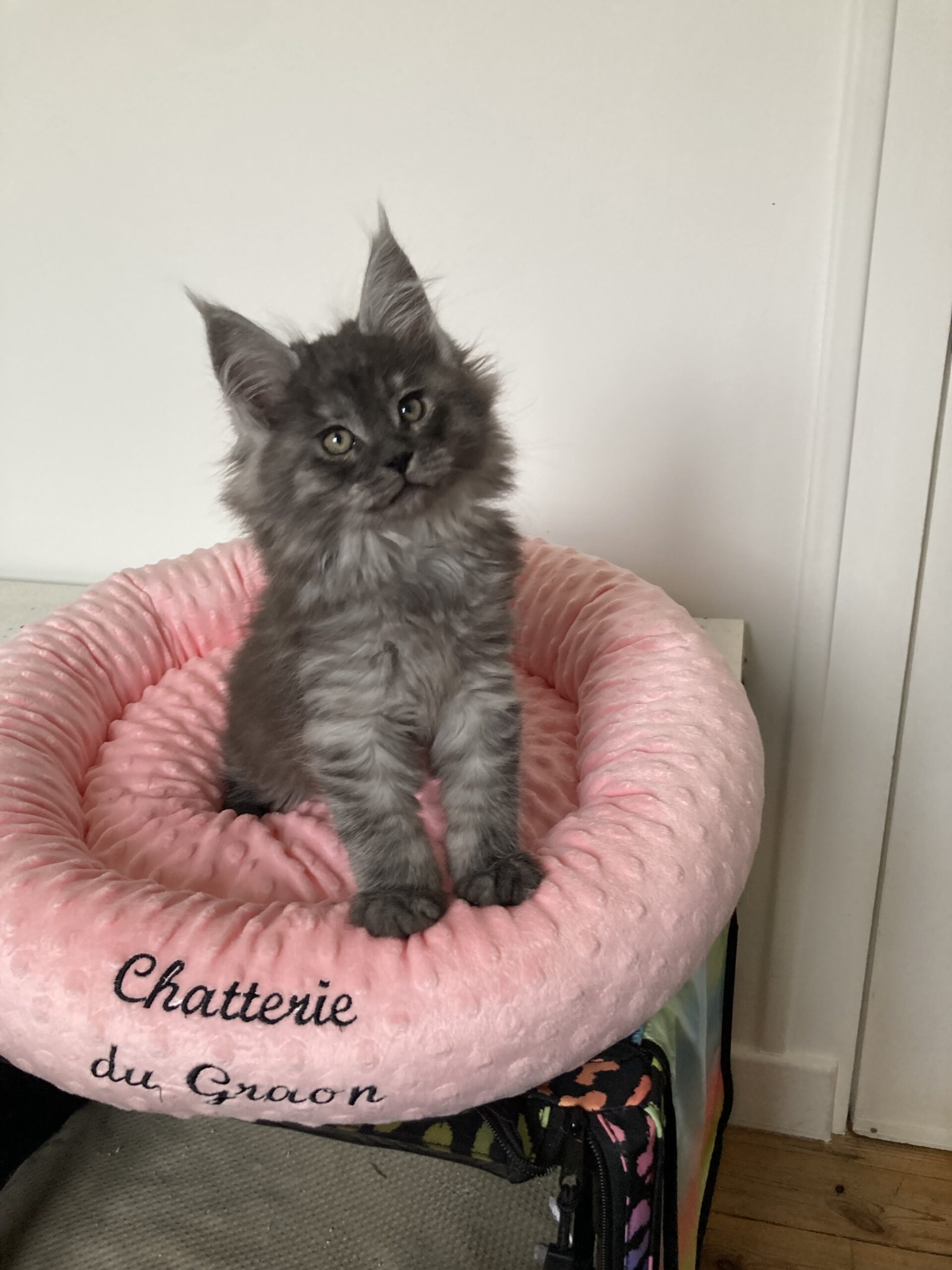 chaton maine coon vendee (2)